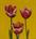 tn_I tre tulipani 90x90